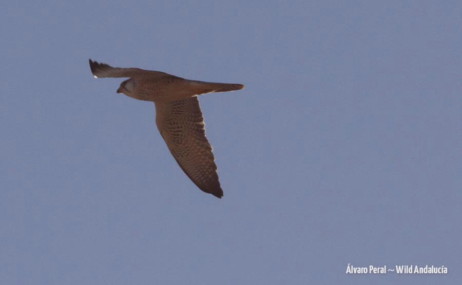 Barbary falcon in flight