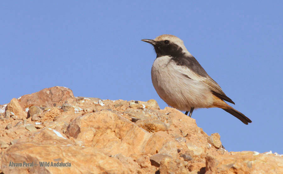 Oenanthe moesta in Morocco