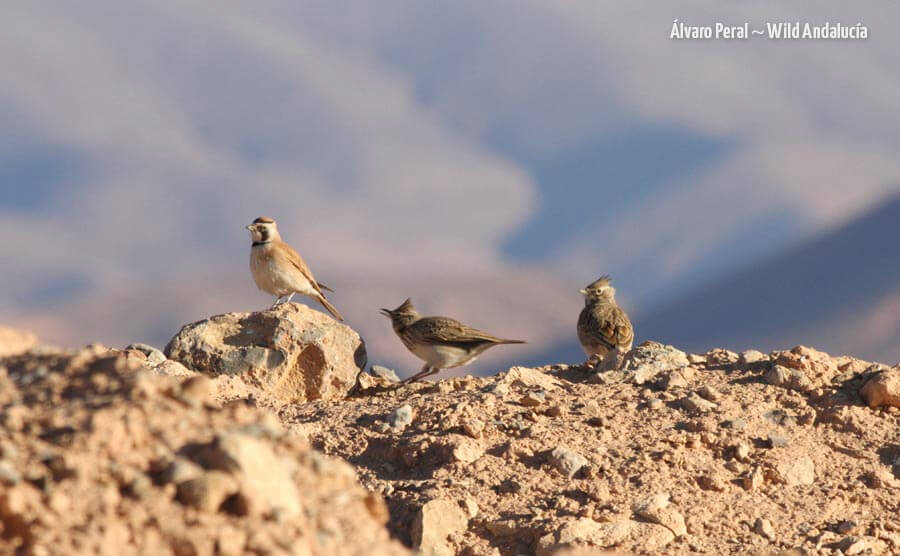 Birds to see in Morocco