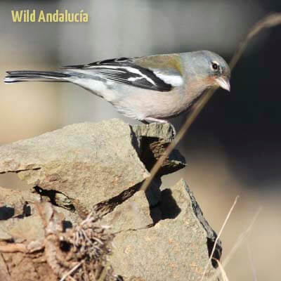 africana chaffinch