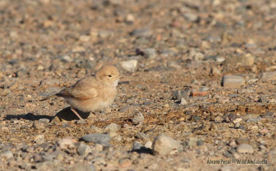 bar tailed lark feeding on the ground