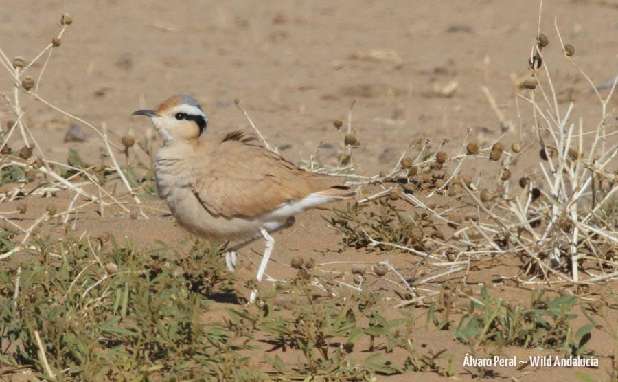 Cream colored courser near merzouga