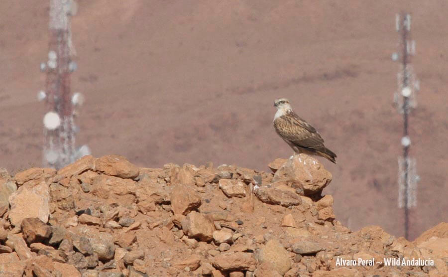 buteo cirtensis