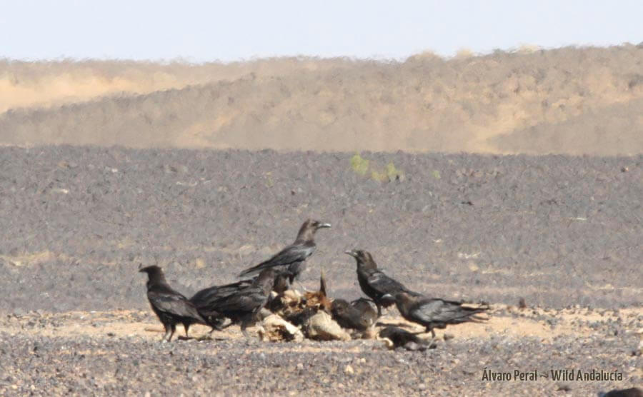 Corvus ruficollis Merzouga