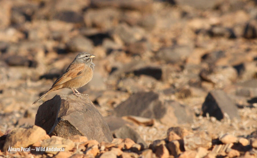 emberiza sahari