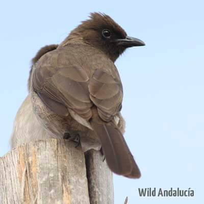 Birding in Marrakech city