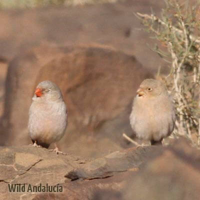 Trumpeter finch