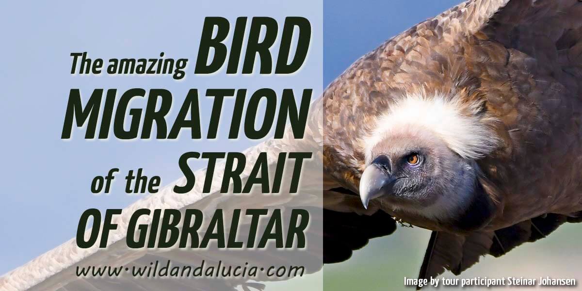 Bird migration in the Strait of Gibraltar