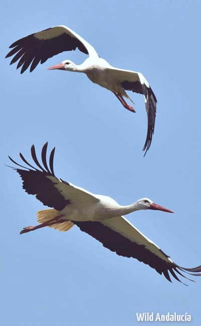 storks crossing to Morocco