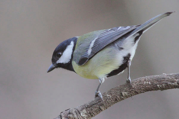 Great Tit